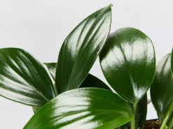 Indoor Garden Epipremnum Pinnatum Dragon Tails Plant Easy Care Plants