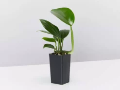 Indoor Garden Epipremnum Pinnatum Dragon Tails Plant Easy Care Plants