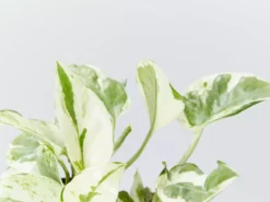 Indoor Garden Pothos Mixed Houseplant Pack 85mm Plant Packs