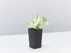 Indoor Garden Green Wall Pack - Indoors 27 Indoor Garden Green Wall Pack - Indoors