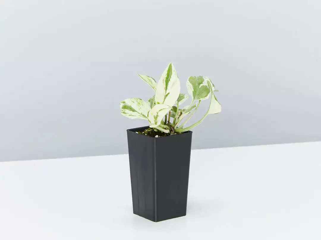 Indoor Garden Green Wall Pack - Indoors 15 Indoor Garden Green Wall Pack - Indoors
