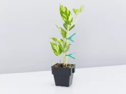 Indoor Garden The Plant Killers Pack - 85mm Plant Packs 11 Indoor Garden The Plant Killers Pack - 85mm Plant Packs