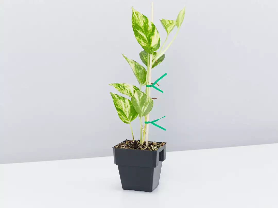 Indoor Garden The Plant Killers Pack - 85mm Plant Packs 5 Indoor Garden The Plant Killers Pack - 85mm Plant Packs