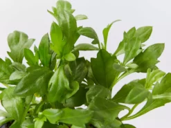 Shrubs Erigeron Karvinskianus Seaside Daisy Ground Covers