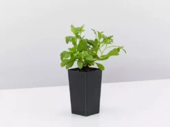 Shrubs Erigeron Karvinskianus Seaside Daisy Ground Covers