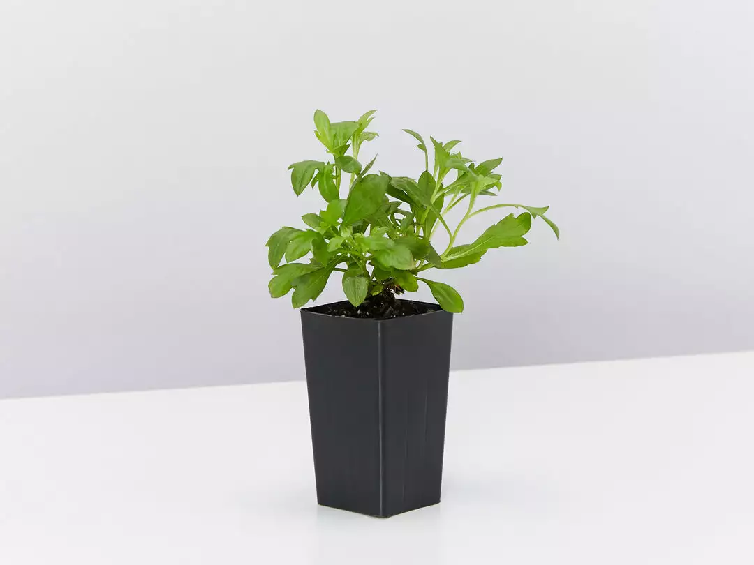 Shrubs Outdoor Assorted Hanging Plants Plant Packs 7 Shrubs Outdoor Assorted Hanging Plants Plant Packs