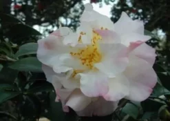 Shrubs Camellia Japonica Erin Farmer (blush White Pink Flower)