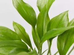 Shrubs Border Plants Eucharis X Grandiflora Eucharist Lily