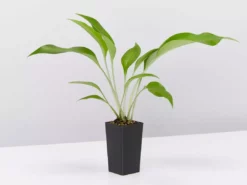 Shrubs Border Plants Eucharis X Grandiflora Eucharist Lily