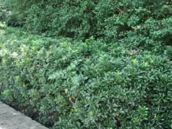 Hedge Euonymus Japonicus Tom Thumb (Compact)