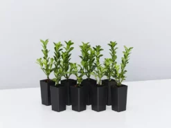 Shrubs Euonymus Japonica Green Rocket