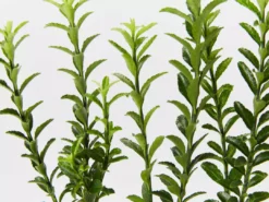 Hedge Euonymus Japonicus Tom Thumb (Compact)