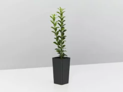 Hedge Euonymus Japonicus Tom Thumb (Compact)