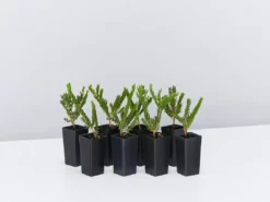 Shrubs Eutaxia Obovata