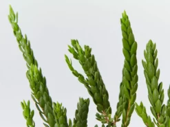 Shrubs Eutaxia Obovata