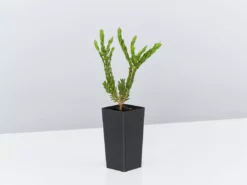 Shrubs Eutaxia Obovata