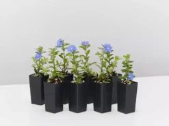 Shrubs Ground Covers Evolvulus Nummularius Blue Daze