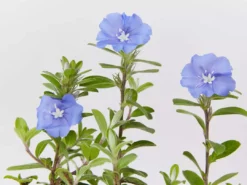 Shrubs Ground Covers Evolvulus Nummularius Blue Daze