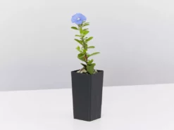 Shrubs Ground Covers Evolvulus Nummularius Blue Daze