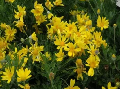 Shrubs Euryops Pectinatus