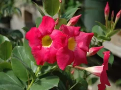 Shrubs Dipladenia Mandevilla 'Red Riding Hood' Full Sun