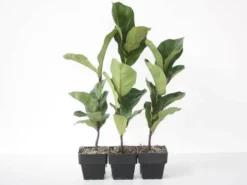 Indoor Garden Assorted Ficus - 85mm Plant Packs