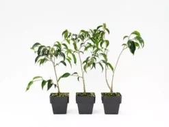 Indoor Garden Assorted Ficus - 85mm Plant Packs