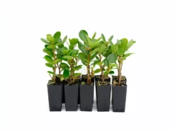 Hedge Ficus Microcarpa Green Island