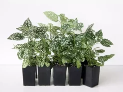 Shrubs Hypoestes Confetti Compact White