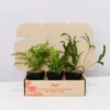 Indoor Garden Fern Mixed Pack 85mm 2 Indoor Garden Fern Mixed Pack 85mm