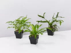 Indoor Garden Fern Mixed Pack 85mm 12 Indoor Garden Fern Mixed Pack 85mm