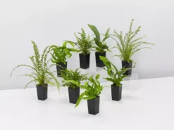 Indoor Garden Fern Mixed Pack