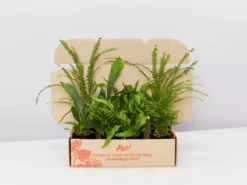 Indoor Garden Fern Mixed Pack