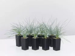 Shrubs Festuca Glauca Beyond Blue Border Plants