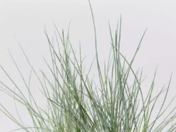 Shrubs Full Sun Festuca Glauca