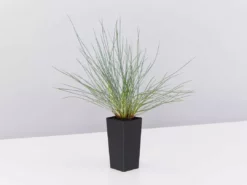 Shrubs Full Sun Festuca Glauca