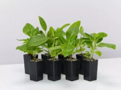 Indoor Garden Full Sun Ficus Altissima Yellow Gem