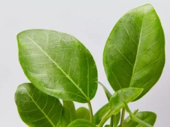 Indoor Garden Full Sun Ficus Altissima Yellow Gem