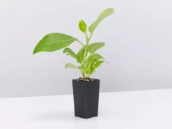 Indoor Garden Full Sun Ficus Altissima Yellow Gem