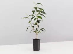 Indoor Garden The Plant Killers Houseplant Pack Easy Care Plants