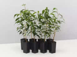 Indoor Garden Ficus Midnight Petite - Weeping Fig