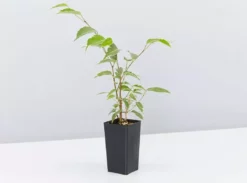 Indoor Garden Assorted Ficus Pack Plant Packs