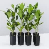 Shrubs Ficus Microcarpa Hillii Flash