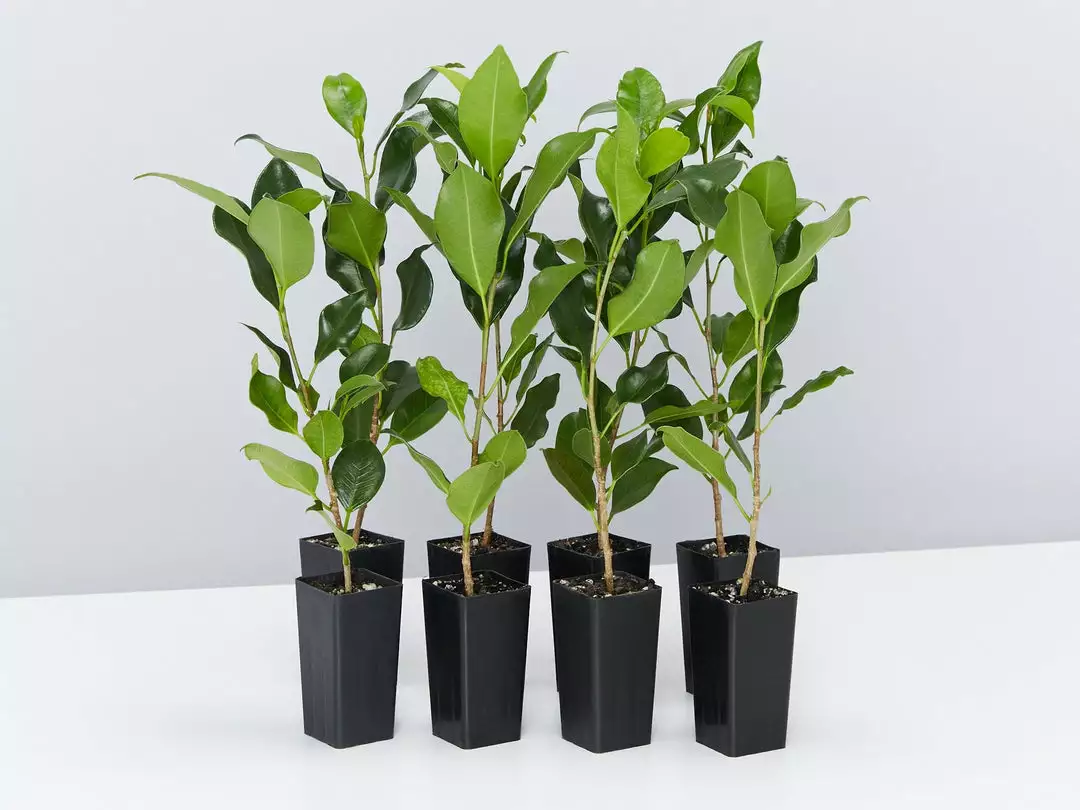 Shrubs Ficus Microcarpa Hillii Flash 3 Shrubs Ficus Microcarpa Hillii Flash