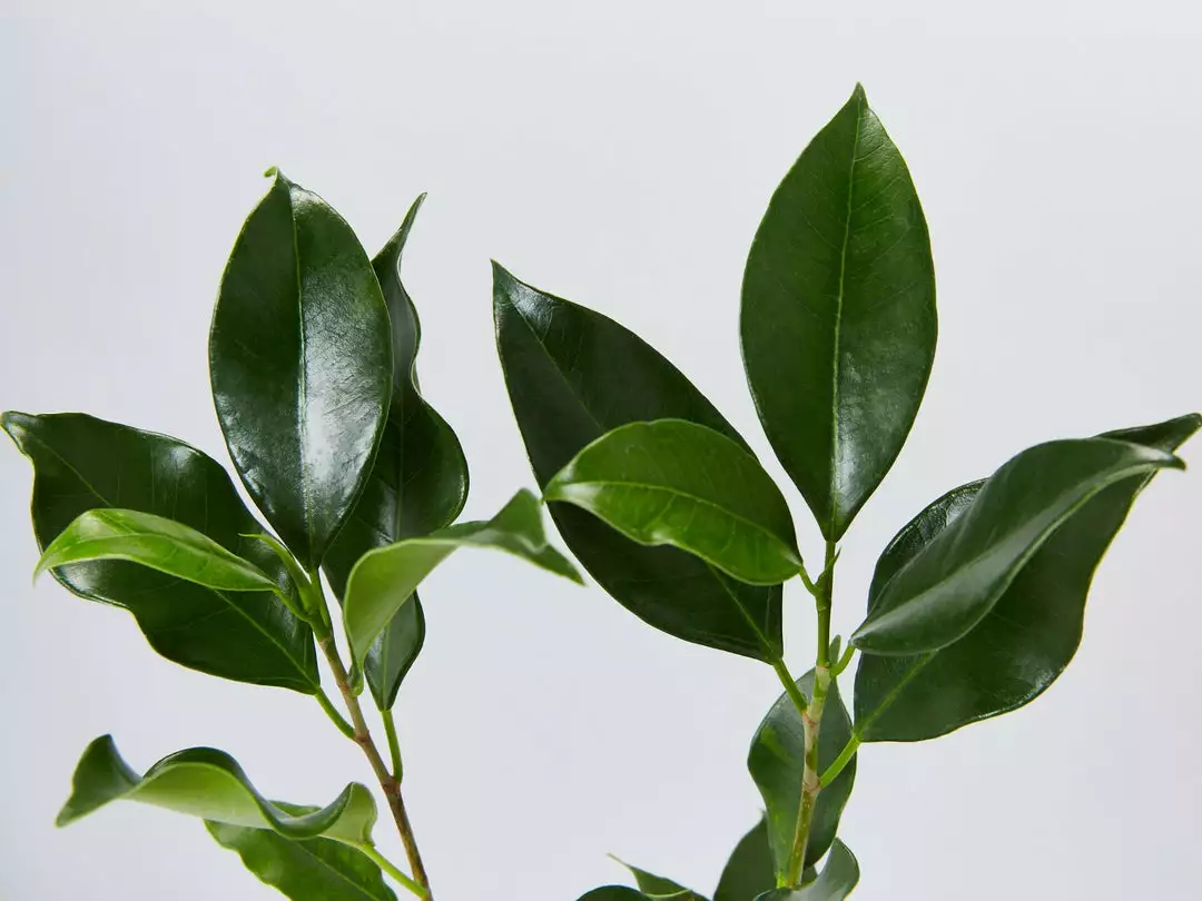 Shrubs Ficus Microcarpa Hillii Flash 4 Shrubs Ficus Microcarpa Hillii Flash
