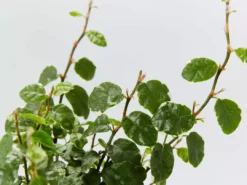Indoor Garden Ficus Pumila Ice Caps Creeping Fig Shrubs