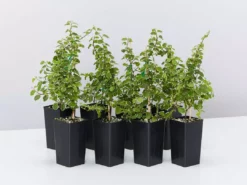 Indoor Garden Ficus Pumila Ice Caps Creeping Fig Shrubs