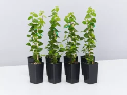 Shrubs Ficus Pumila Minima Creeping Fig