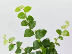 Shrubs Ficus Pumila Minima Creeping Fig