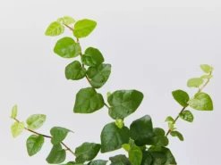 Shrubs Ficus Pumila Minima - Creeping Fig 85mm